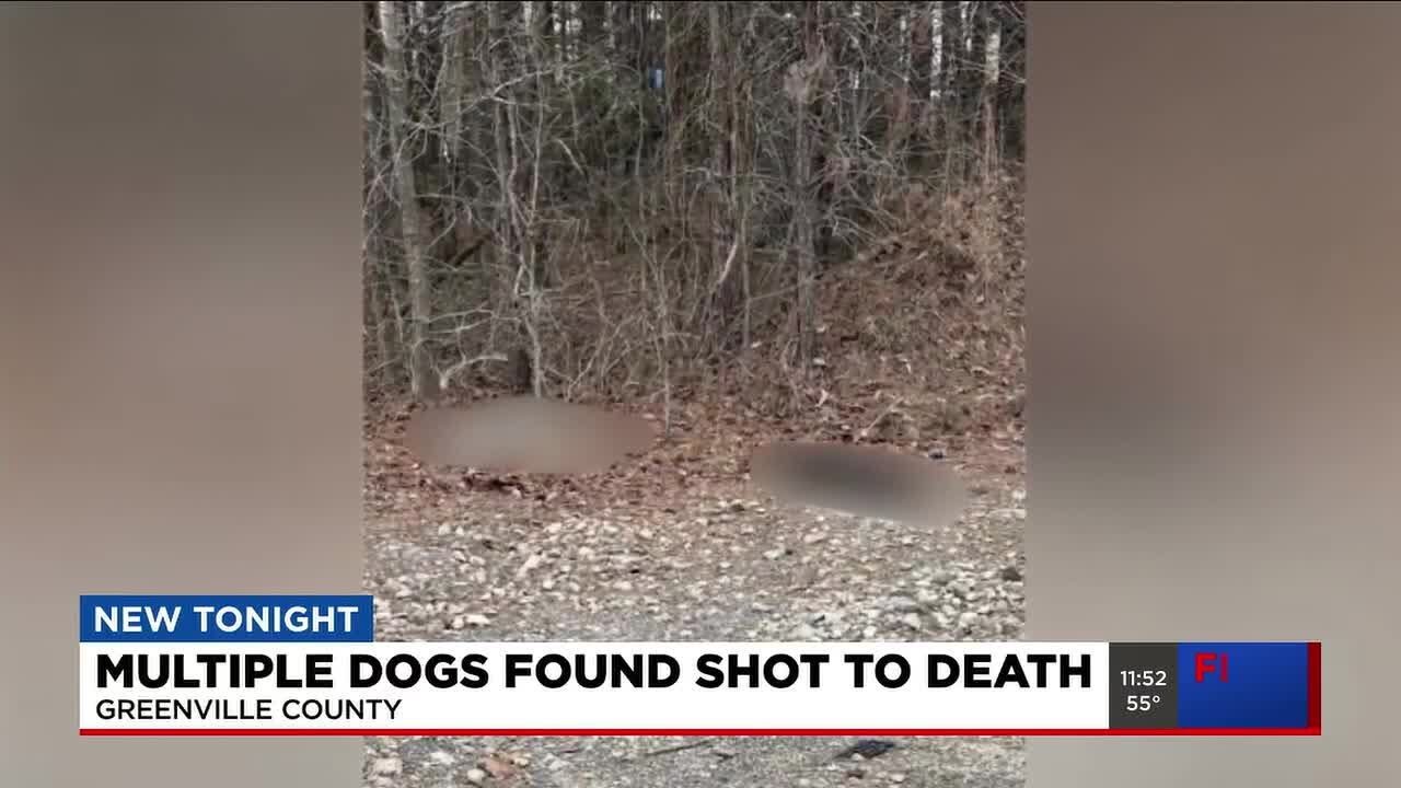 Multiple dogs found shot to death in Greenville Co. - YouTube