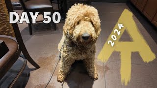 Leo Gets a Haircut 🫣 - Day 50 - Appalachian Trail