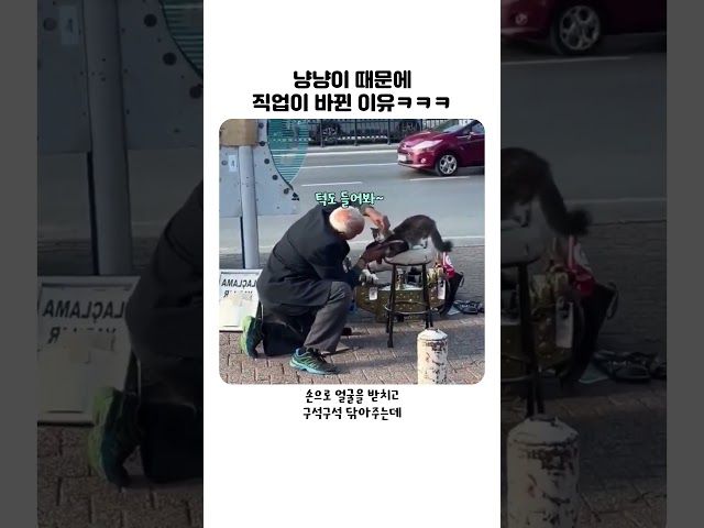 냥냥이 때문에 직업 바꾼 구두닦이 할아버지 ㅋㅋㅋㅋ #냥냥이