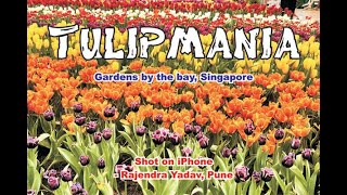 TulipMania