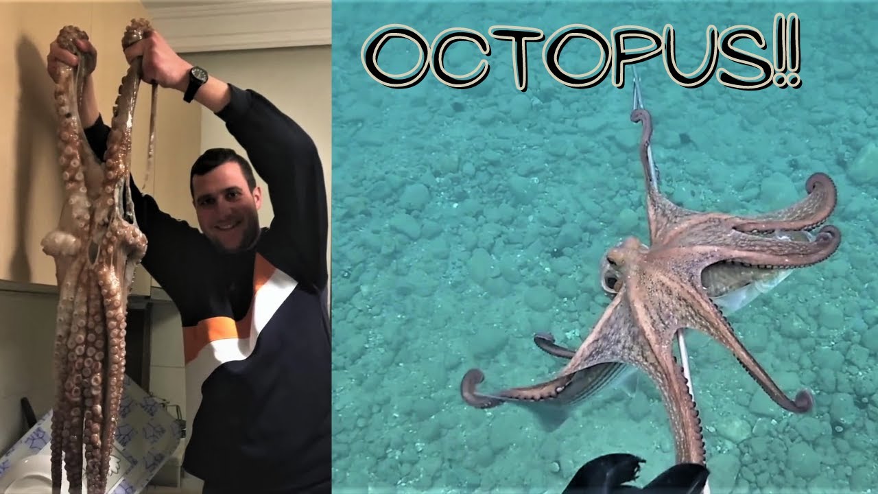 ΟΙ 5 ΠΙΟ ΠΕΡΙΕΡΓΕΣ ΣΤΙΓΜΕΣ ΜΕ ΧΤΑΠΟΔΙΑ ΣΤΟ ΨΑΡΟΝΤΟΥΦΕΚΟ/5 MOST STRANGE MOMENTS WITH OCTOPUS