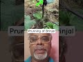 How to get more produce in brinjal? #farming #gardening #garden #growhappy #vegetablegrowing