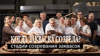 Фазы созревания закваски