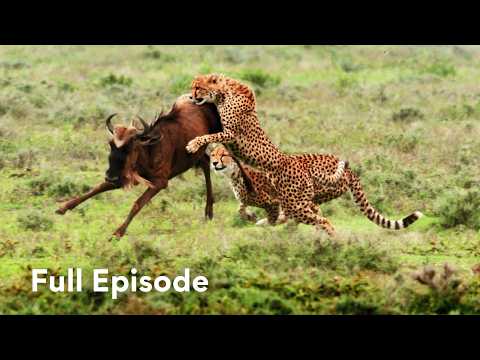 Cheetahs Are Warrior Machines | Queen of the Hunt