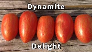 Dynamite Delight Tomato Taste Test and Review.