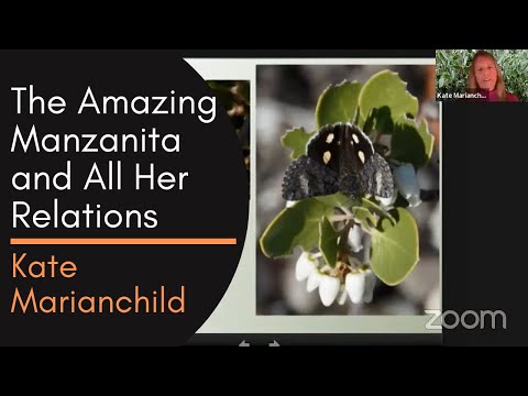 Video: Manzanita là gì: Thông tin về cây Manzanita