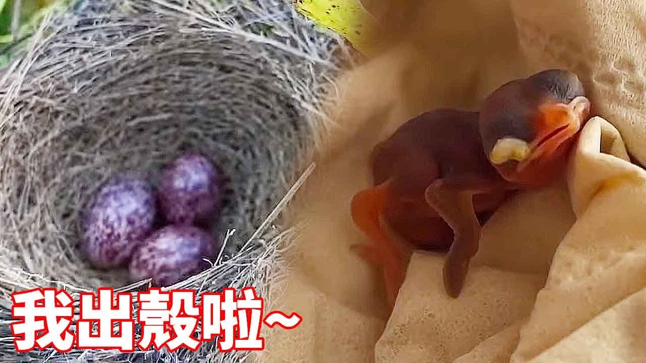 На рапсе, который должен был быть отрезан, было гнездо птиц.