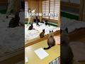 マジ10匹の猫と泊まれる宿！