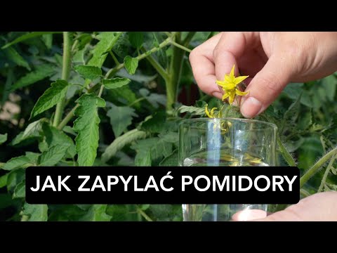 Wideo: Jak Zapylić Pomidory W Szklarni