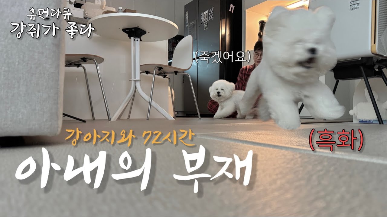 [휴먼다큐 강쥐가 좋다] EP.02 아내 여행 보내고 남편이 하는 일(feat.강아지)