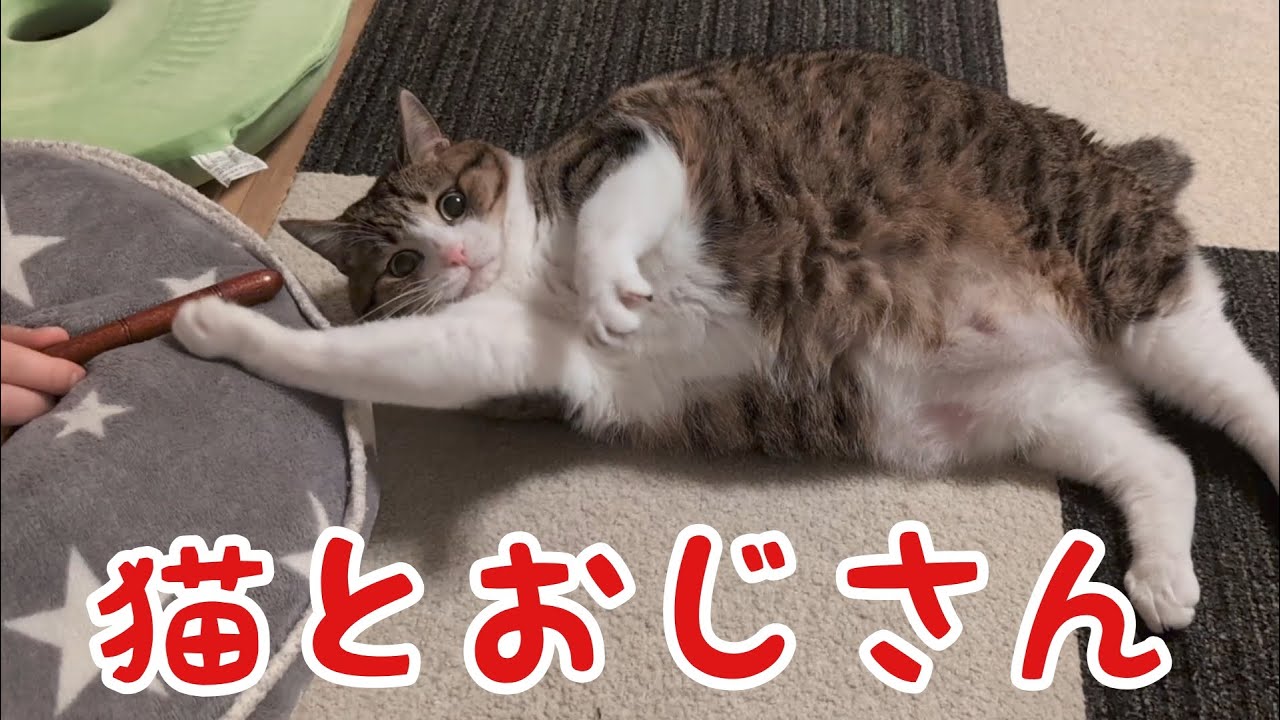 ゆるゆる遊ぶネコとオジサン。vol.1312 - YouTube