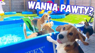 Beagle Puppies Playing : Barking & Howling by Louie The Beagle 23,933 views 6 months ago 8 minutes, 6 seconds