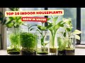 Top 20 Easiest Indoor Plants You can grow in Water | Best Houseplants no need soil to grow