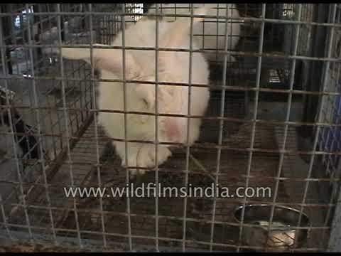 Kullu Rabbit Angora Rabbit is reared in hilly areas of Uttaranchal, Himachal Pradesh ...