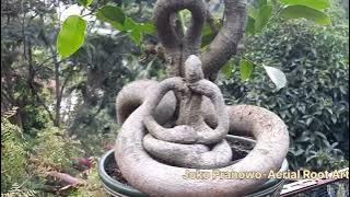 Ascetic & Gigantic King Cobra @JPran