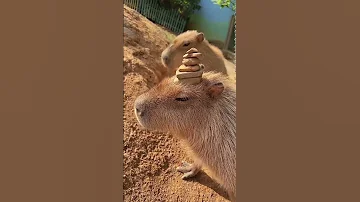 Capybara 