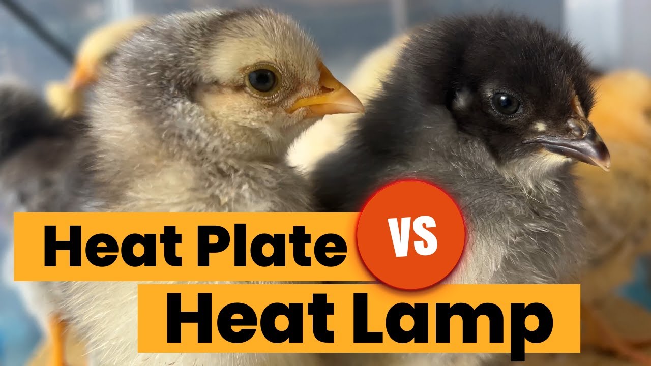 Comparing Brooder Heat Plate VS Heat Lamp