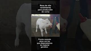 Nuevo material genético bovino #nicaragua #inta #Censyra