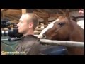Funny animals - horses смешные ролики про лошадей лошади видео