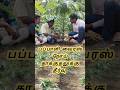 பப்பாளி வைரஸ் நோய் தாக்குதலுக்கு தீர்வு!#papaya #papayatree #biofertilizer  #farming #agriculture