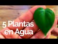5 Plantas De Interior Que Crecen En AGUA /  PLANTAS DE INTERIOR
