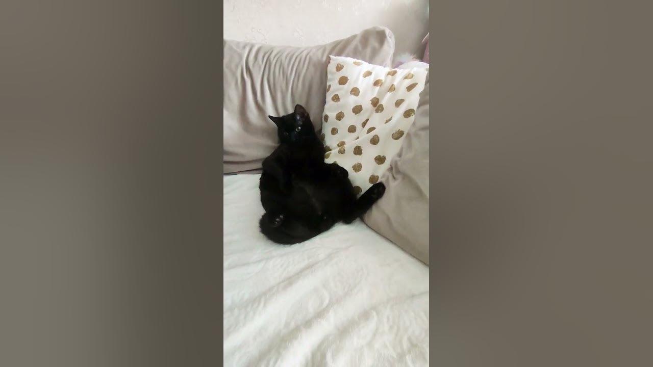 черный кот. песенка кота. умный кот. кот поет песню. юмор. смех - YouTube