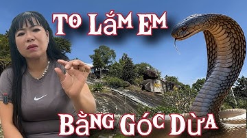 Chấn Động 7 Núi Chị Gái Xinh Đẹp Chạm Mặt R.ắn Hổ Mây Trên Núi Cấm.