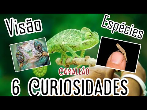 COMO o Camaleão