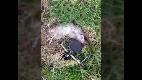 Bẫy diệt chuột Quang Thiều