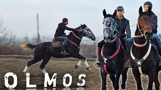 ОТЛАРНИ НАРХИ..🤔 УМИДЖОНДА ОЛМОС ОТ СОТИЛАДИ..#horse #rek #otbozor #лошади 