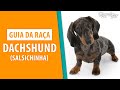 Guia da raça: Dachshund, o famoso cachorro salsicha! の動画、YouTube動画。