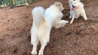 ワンプロを仕掛けるも唐突に飽きてしまい一方的に打ち切るルンルン　Great Pyrenees　グレートピレニーズ