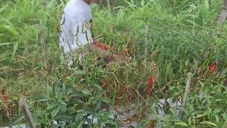 Red Gold Harvest: Bountiful Pepper Pick Journey in the Village #ruralagriculture #farming
