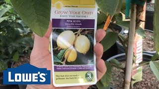 Lowes pestuje ovocné stromy na predaj