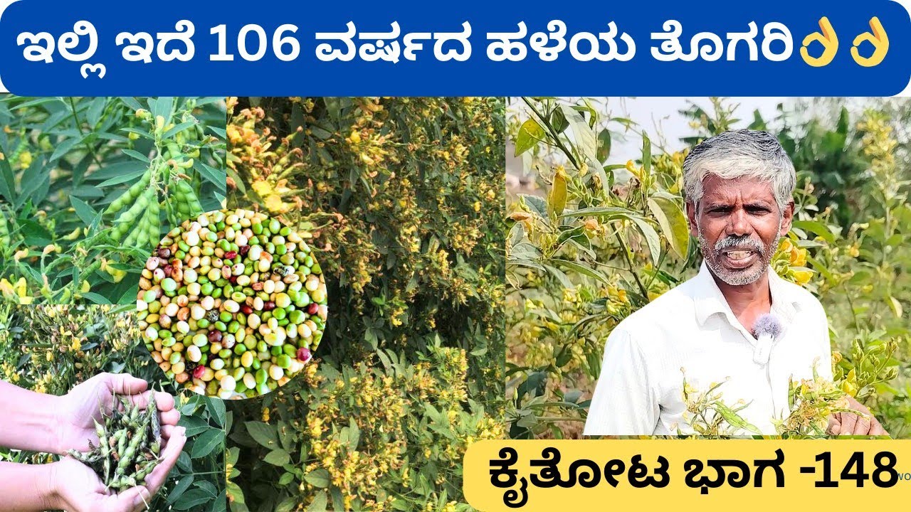 ಒಂದು ಬಾರಿ ನೆಟ್ಟರೆ ಹಲವಾರು ವರ್ಷ ಆಗುವ ಮರ ತೊಗರಿ‼️ಕಾಳಪ್ಪನವರ ಬಳಿ ಇದೆ ಅಪರೂಪದ ಕಾಳುಗಳು @ಪಿರಿಯಾಪಟ್ಟಣ ಮೈಸೂರು