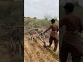 يقوم المزارع بحفر الحقل بالمجرفة وزرع الدخن يقوم المزارع بحفر الحقل بالمجرفة وزرع الدخن