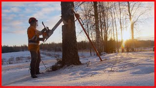 Day Was Hard, Chainsaw Heavy And I Failed To Cut Safely - Cutting Trees Down With Stihl ms500 i by Finnish Lumberjack 8,099 views 3 months ago 6 minutes, 23 seconds