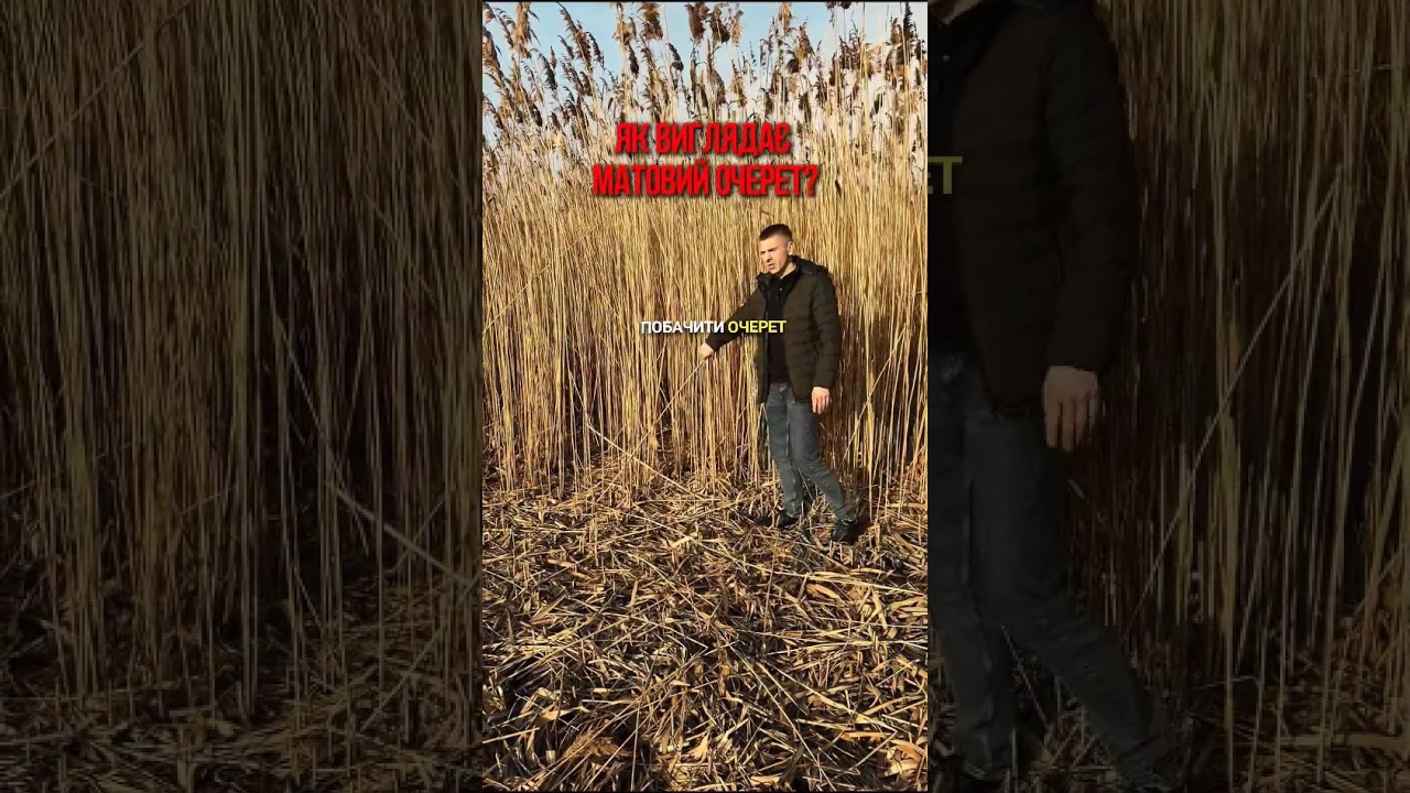 Матовий очерет: з цього починається якісний декор