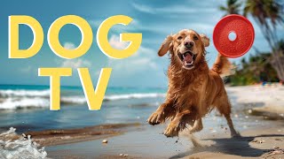 DOG TV For Dogs To Watch: 20 Hours FUN Entertainment🎾| With Relaxing Music! by Dog Music Dreams 1,252 views 10 days ago 20 hours