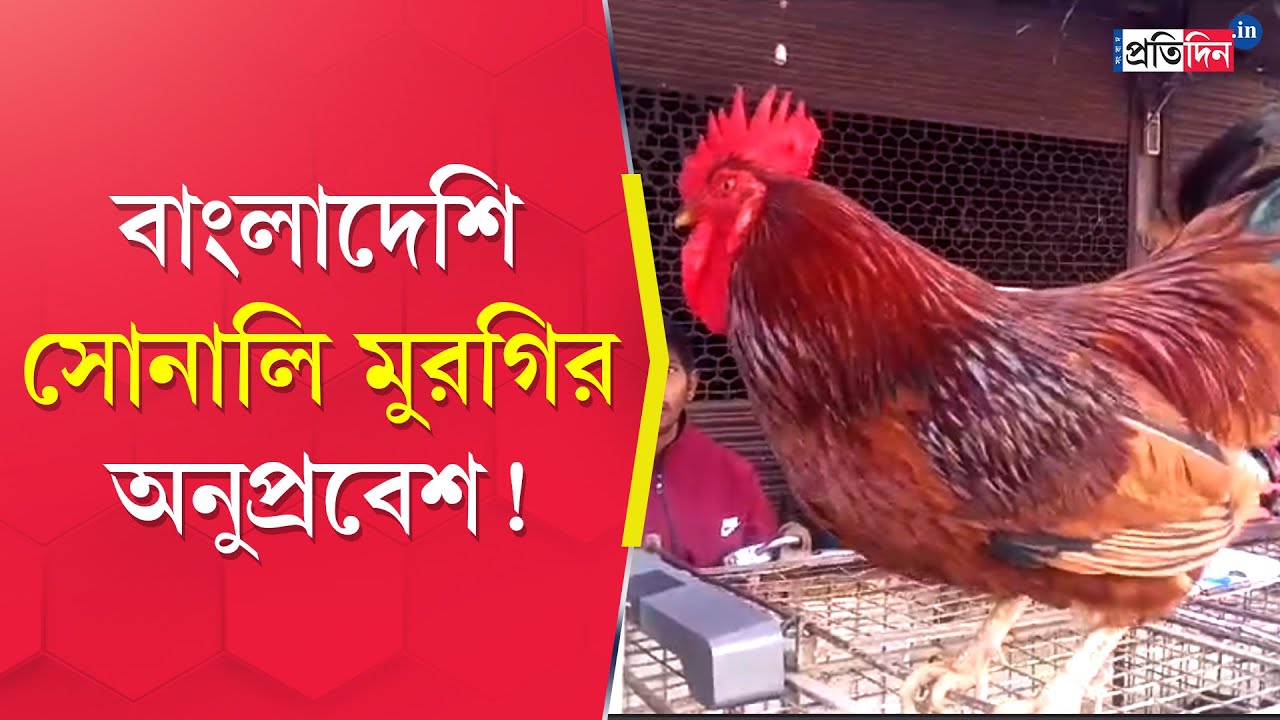 Malda News: Chicken from Bangladesh filled the markets of WB | Sangbad ...