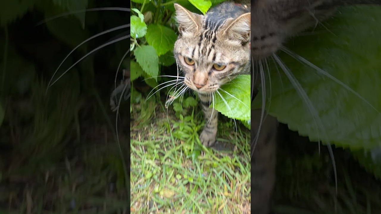 クモの巣顔につけて探検中のトラジ #猫 #cat #冒険 #shorts