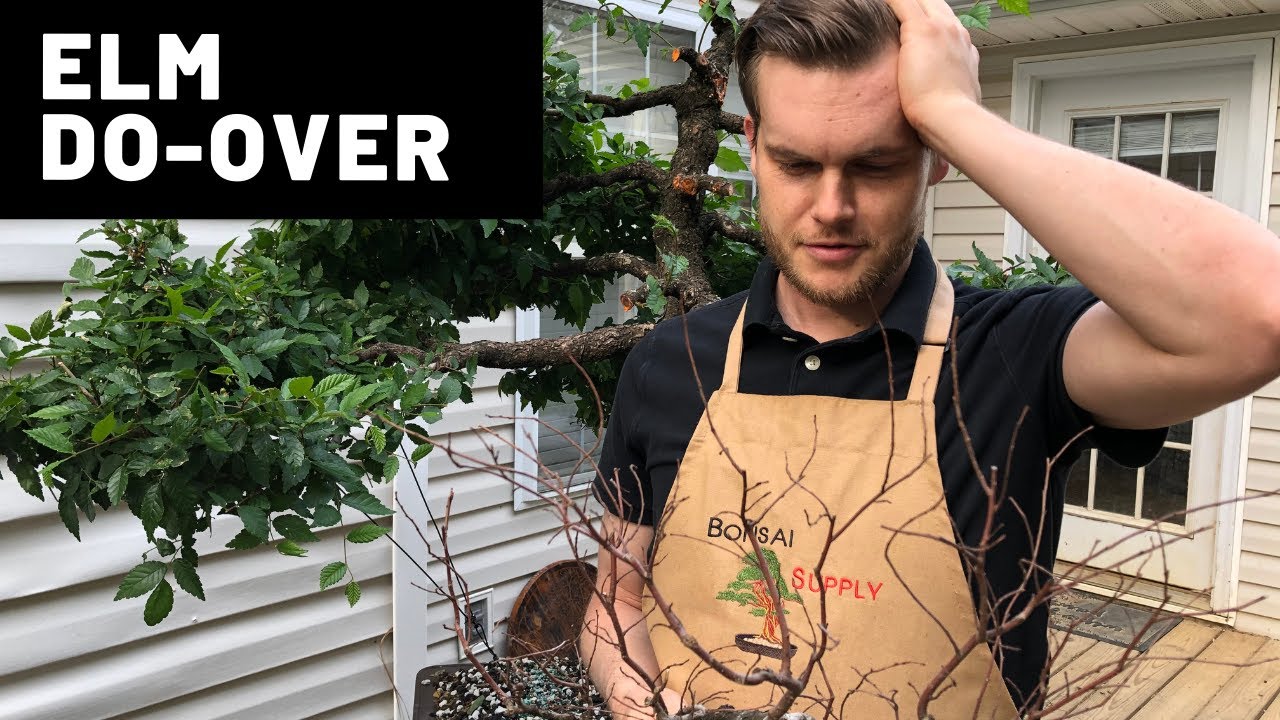 Elm Bonsai Do - Over | The Bonsai Supply