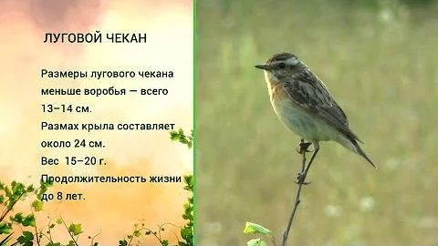 «Живая азбука». Луговой чекан