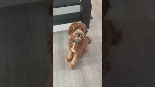 Cutest dog trick #minilabradoodle #labradoodle #dogtrick #fluffydogs