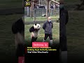 😱 Panda Copied Zookeeper’s Walk 😂🐼 | Cutest Animal Moment Ever! #shorts#trending #viral