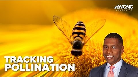 Community-wide project tracking pollinator insects