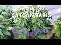 Growing with catcannabis black sugar  s1e2  back on a weekly schedule