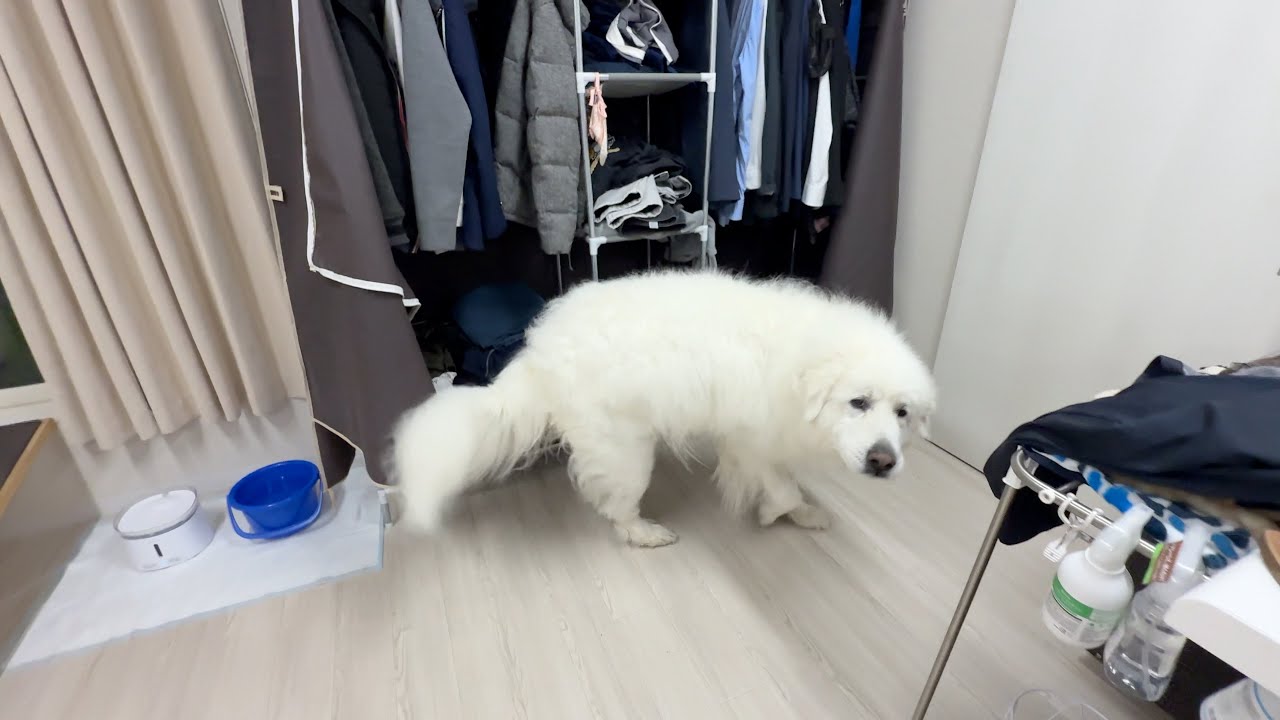 耳掃除からなんとか逃れようとする図です