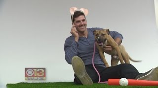 Lights, Camera, Woof? Baltimore Orioles Promote Pet Adoption in 2018 BARCS Calendar