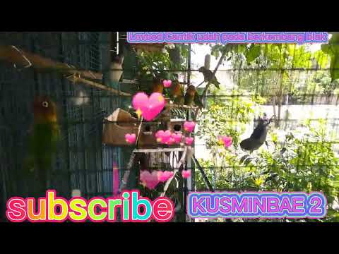 BURUNG BURUNG CANTIK#burung #burungkontes #lovebirdkonslet #lovebird BURUNG BURUNG CANTIK#burung #burungkontes #lovebirdkonslet #lovebird